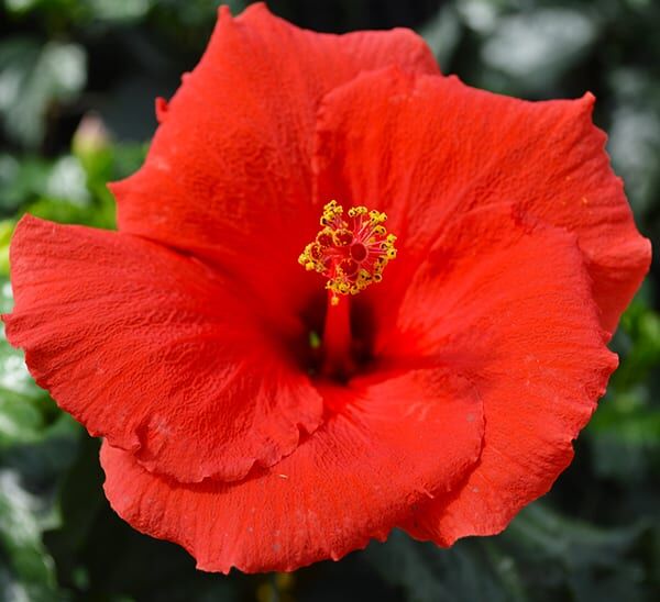 Tropical Hibiscus Plant