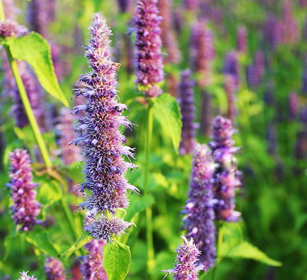 Agastache