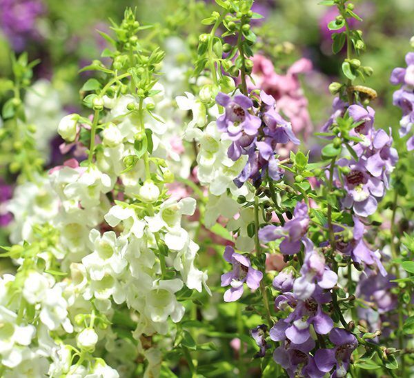 Angelonia Flower Plant | Calloway's Nursery