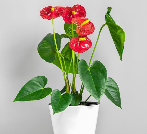 Anthurium