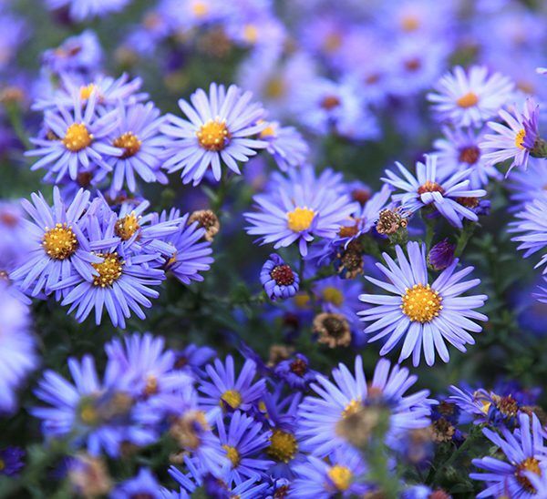 Asters