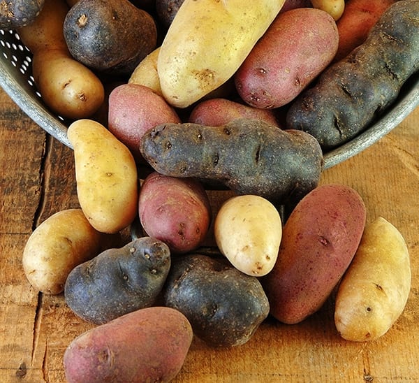 Blend Harvest Potato