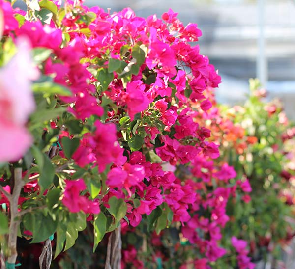 Bougainvillea