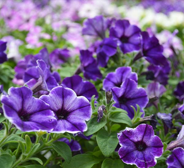 Crazytunia® Petunia