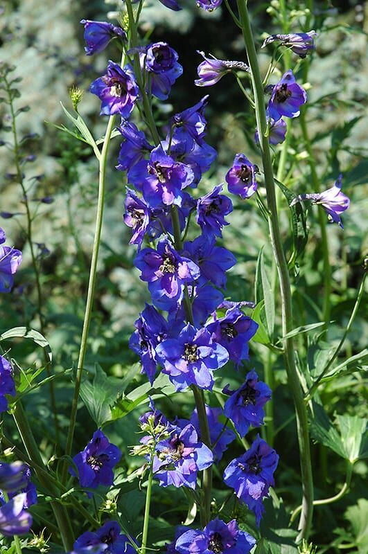 black knight larkspur