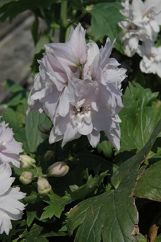 magic fountains cherry blossom larkspur