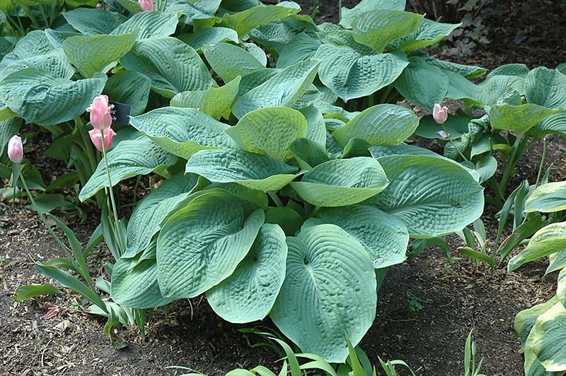 elegans hosta