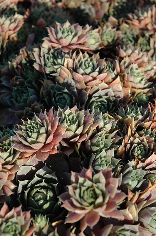 red heart hens and chicks