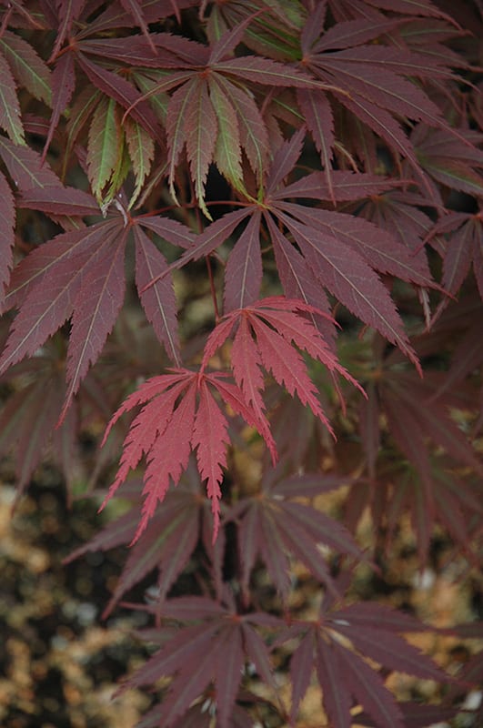 burgundy lace Japanese maple