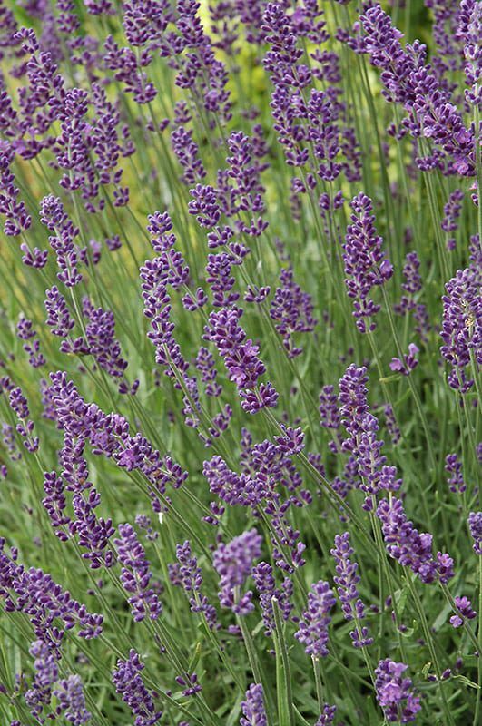 hidcote lavender