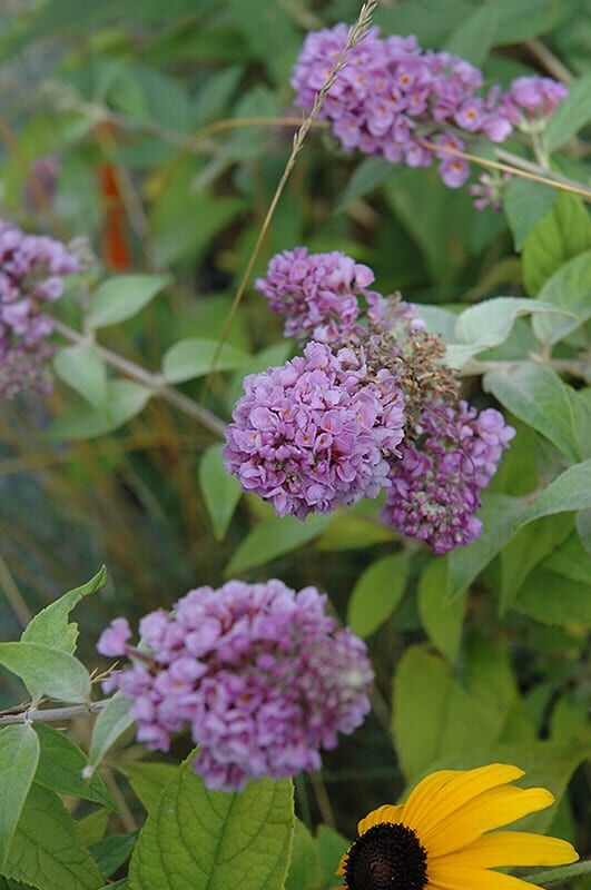 lo and behold blue chip dwarf butterfly bush