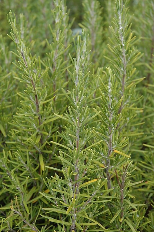 upright rosemary