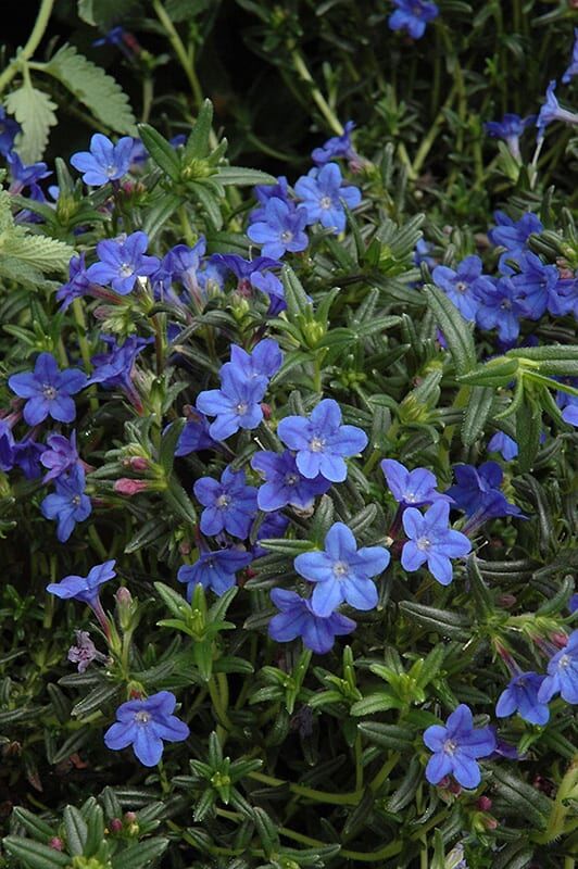 grace ward lithodora