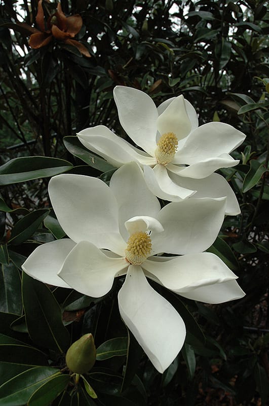 little gem magnolia