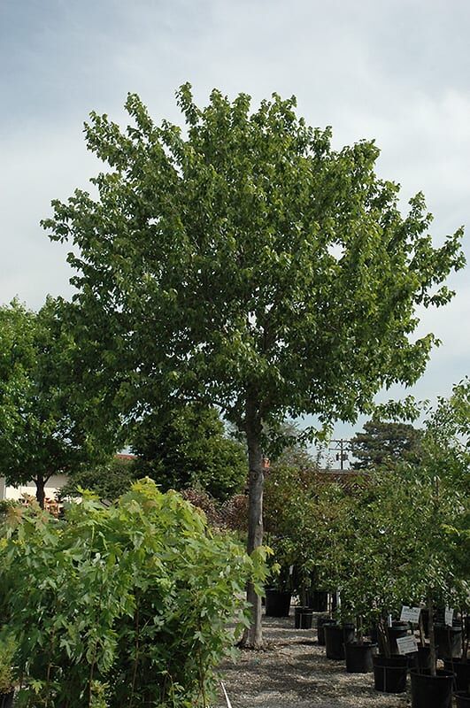 summer red red maple