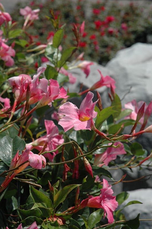 sun parasol pretty pink mandevilla