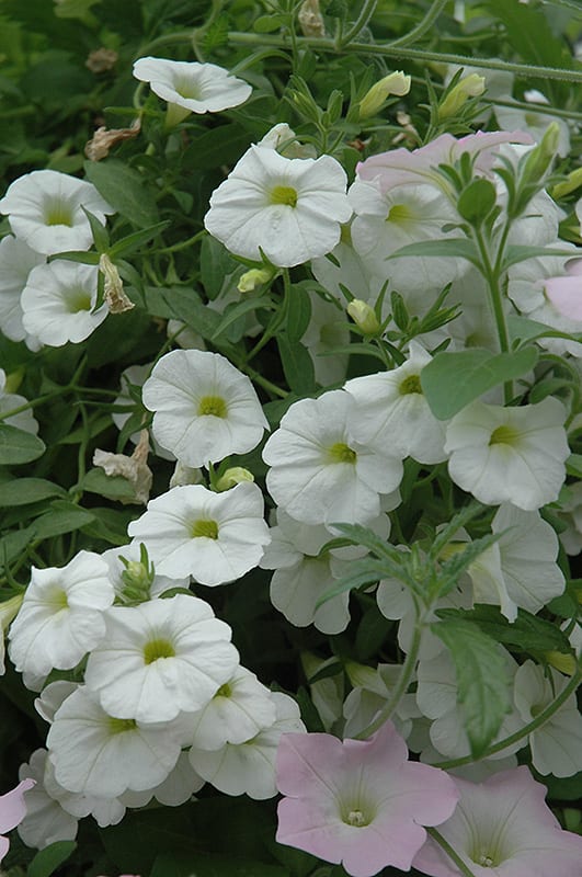 superbells white calibrachoa