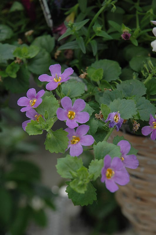 snowstorm blue bacopa