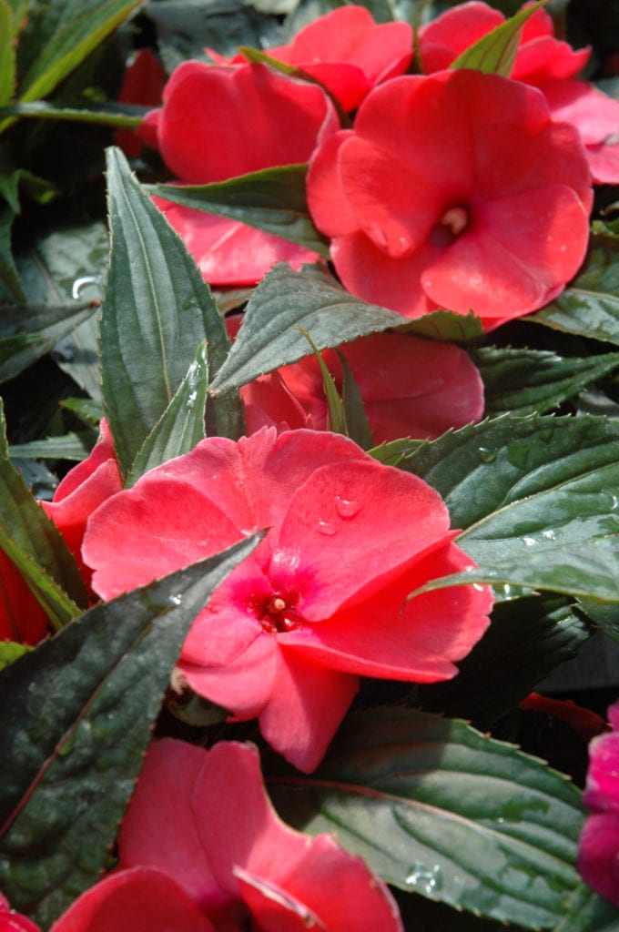 Magnum Hot Pink New Guinea Impatiens