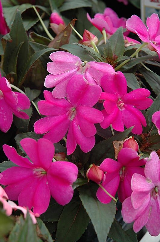 sunpatiens compact lilac New Guinea impatiens