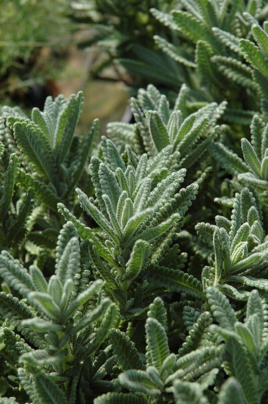 French lavender