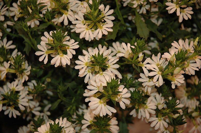 whirlwind white fan flower