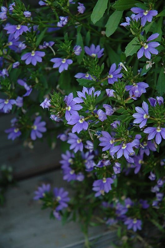 whirlwind blue fan flower