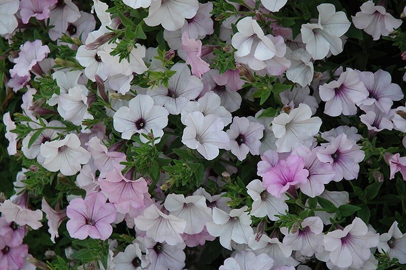 tidal wave silver petunia