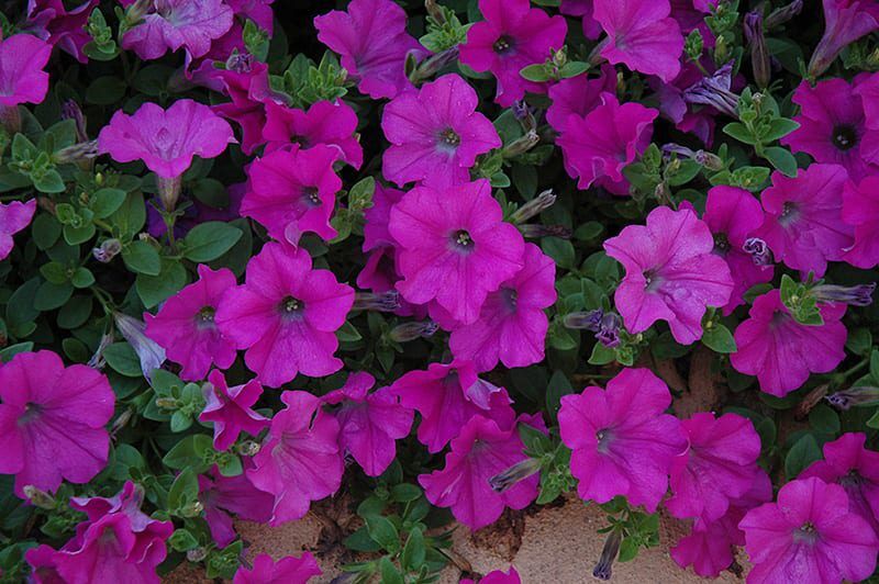 wave lavender petunia