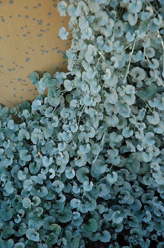 silver falls dichondra