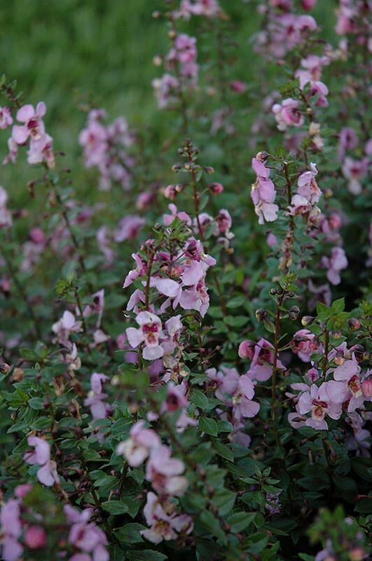 archangel pink angelonia