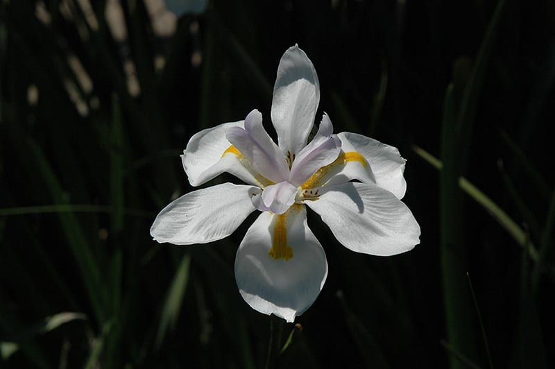 butterfly African iris