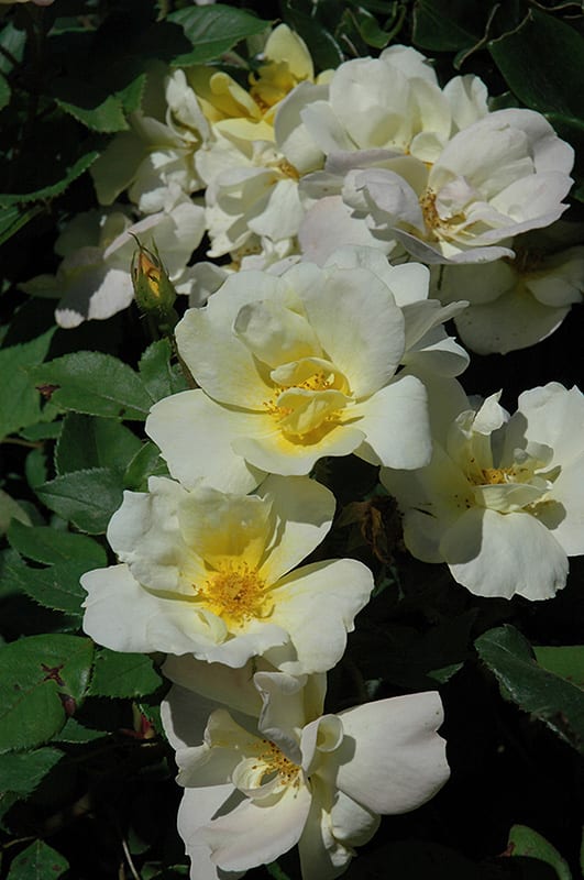 sunny knock out rose