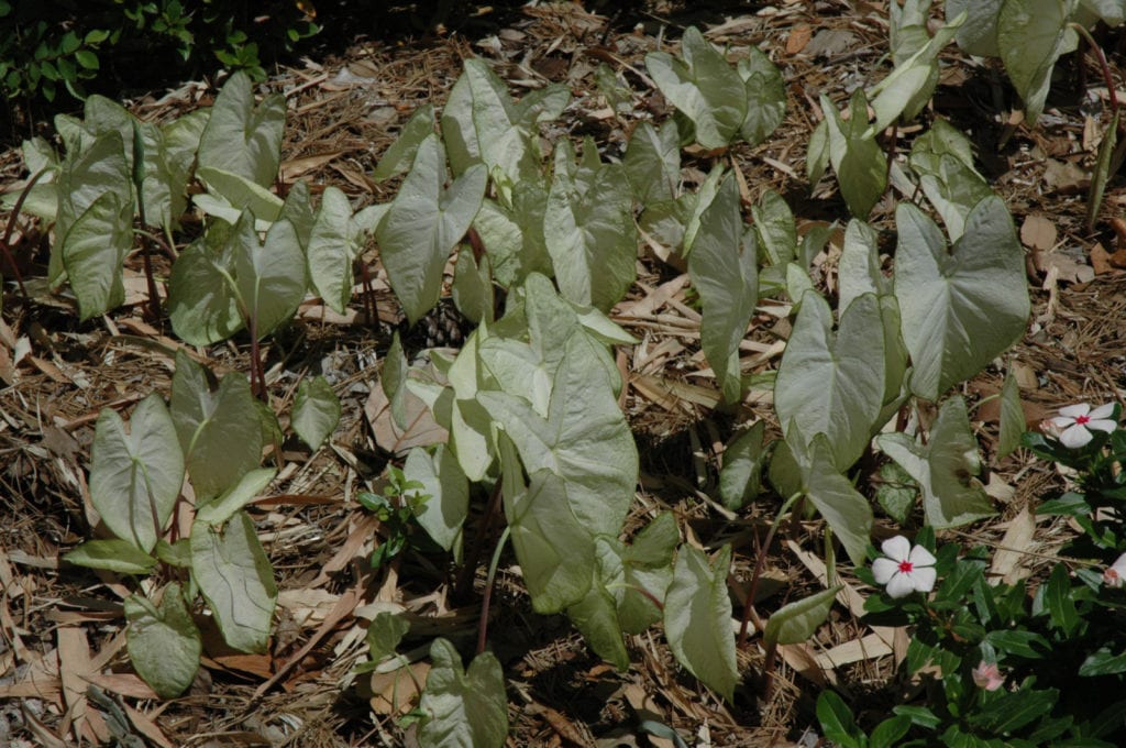 Moonlight Caladium