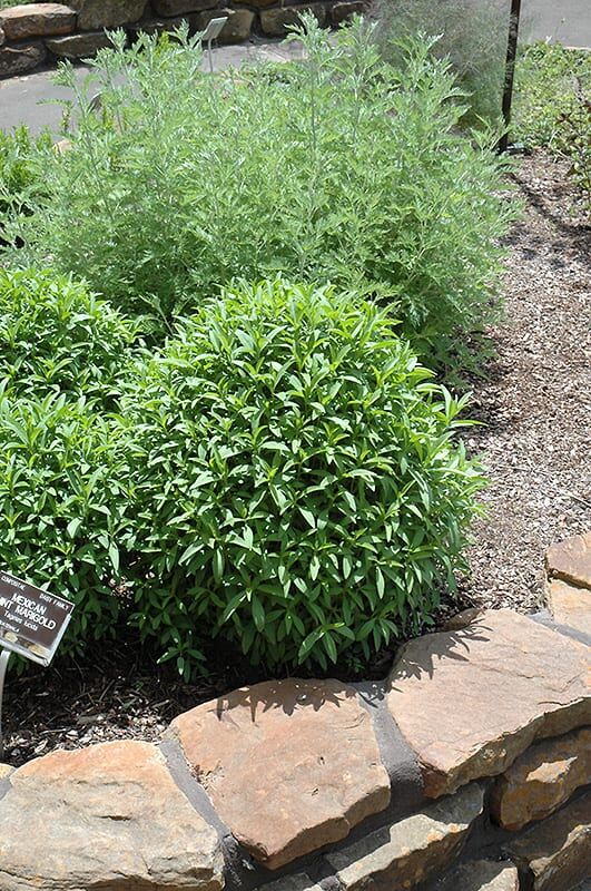 Mexican tarragon