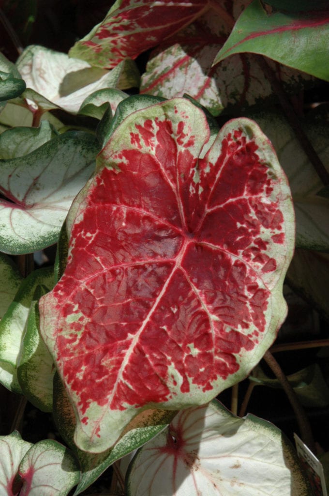 Raspberry Moon Caladium