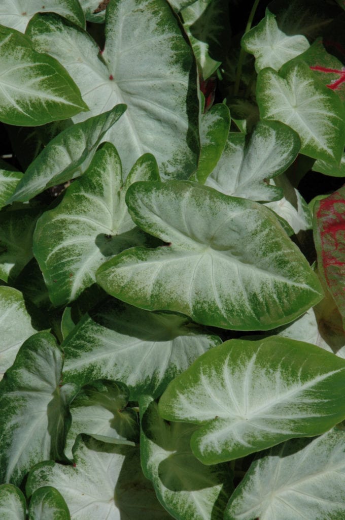 Aaron Caladium Image