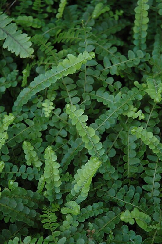 sword fern