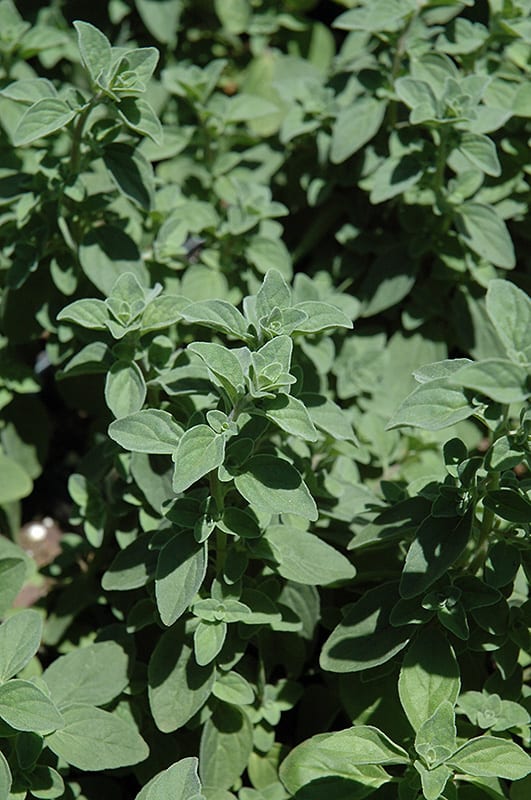 italian oregano