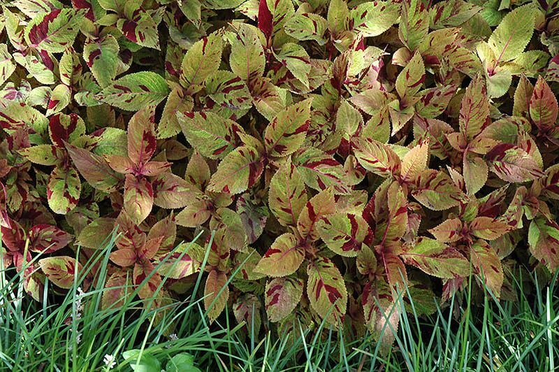 mighty mosaic coleus