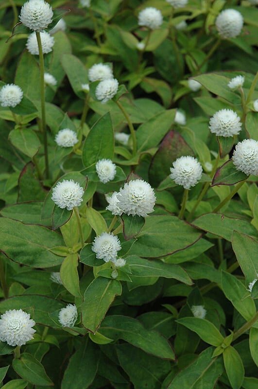 Audrey white gomphrena