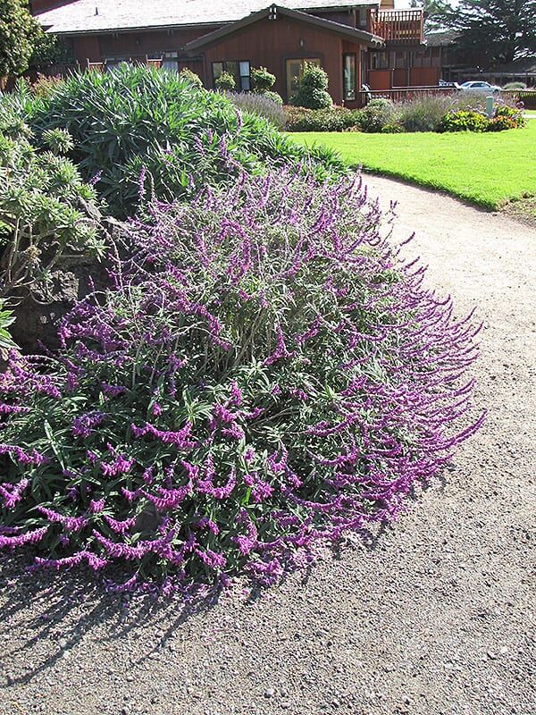 Mexican bush sage