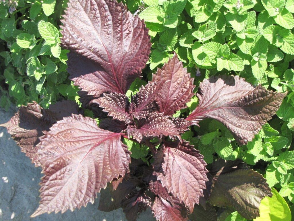 Purple Shiso Perilla