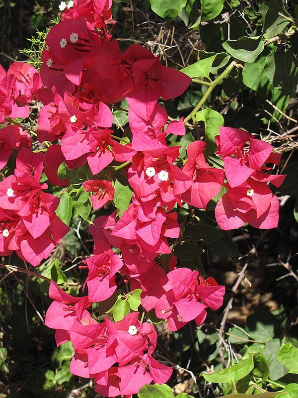 Barbara karst bougainvillea