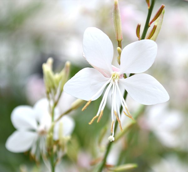 Gaura