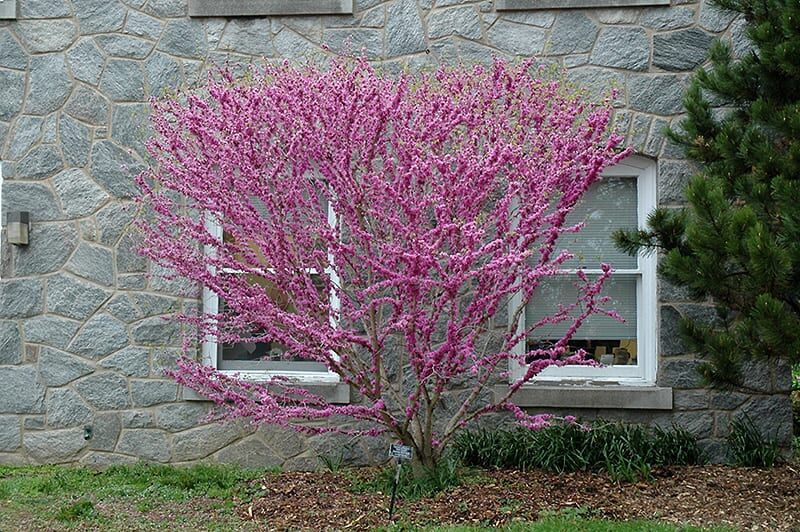 don egolf miniature redbud