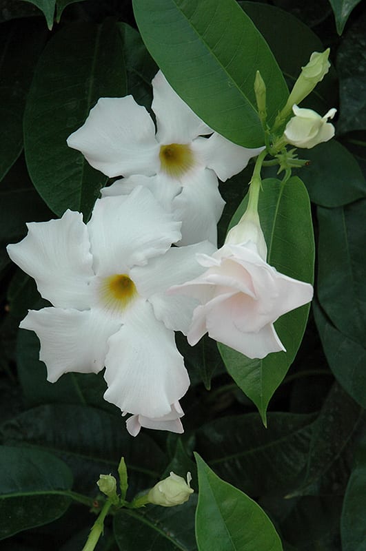 sun parasol giant white mandevilla