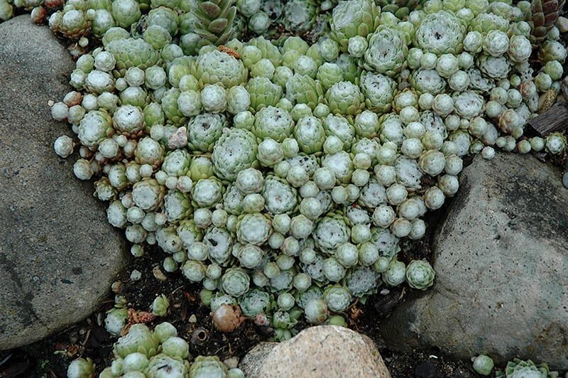 cobweb hens and chicks