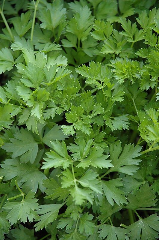 italian parsley