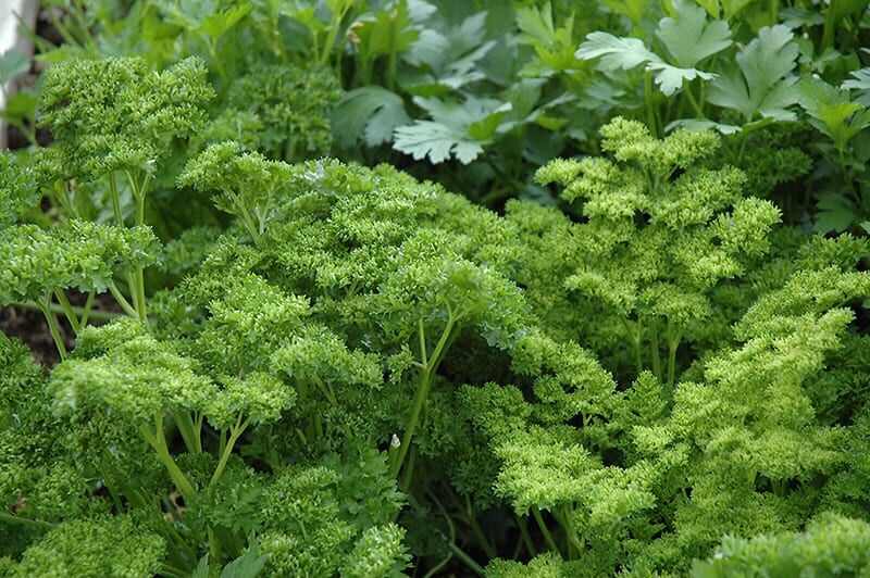 curly parsley